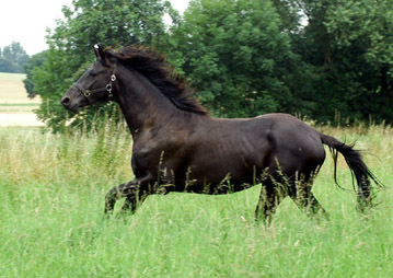 Springtime - Trakehner Hengst von Summertime u.d. Pr.A. Sankt Helena v. Alter Fritz u.d. Pr.u.St.Pr.St. Schwalbenspiel v. Exclusiv, am 12. Juli 2009