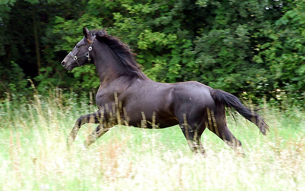 Springtime - Trakehner Hengst von Summertime u.d. Pr.A. Sankt Helena v. Alter Fritz u.d. Pr.u.St.Pr.St. Schwalbenspiel v. Exclusiv, am 12. Juli 2009