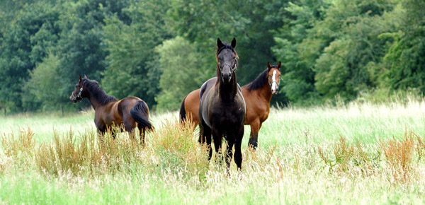 Springtime - Trakehner Hengst von Summertime u.d. Pr.A. Sankt Helena v. Alter Fritz u.d. Pr.u.St.Pr.St. Schwalbenspiel v. Exclusiv, am 12. Juli 2009