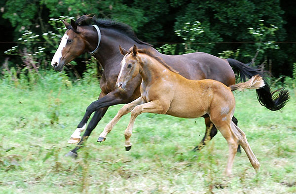 Hengstfohlen von Leonidas - Encrico Caruso (am 12. Juli 2009) - Trakehner Gestt Hmelschenburg Beate Langels