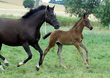 Trakehner Hengstfohlen von Summertime u.d. Schwalbenflair v. Exclusiv, Foto: Gestt Hmelschenburg Beate Langels