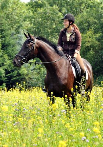 Trakehner Hengst von Summertime u.d. Schwalbenflair v. Exclusiv, Gestt Hmelschenburg