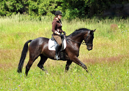 4jhriger Trakehner Wallach von Summertime u.d. Schwalbenflair v. Exclusiv, Gestt Hmelschenburg