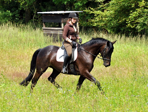 4jhriger Trakehner Wallach von Summertime u.d. Schwalbenflair v. Exclusiv, Gestt Hmelschenburg