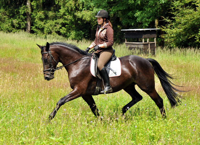 4jhriger Trakehner Wallach von Summertime u.d. Schwalbenflair v. Exclusiv, Gestt Hmelschenburg