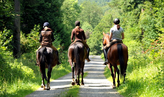 4jhriger Trakehner Wallach von Summertime u.d. Schwalbenflair v. Exclusiv, Gestt Hmelschenburg