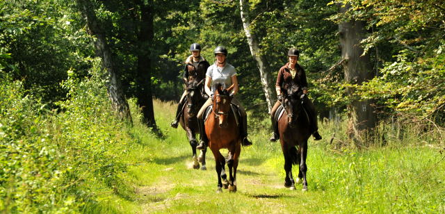 4jhriger Trakehner Wallach von Summertime u.d. Schwalbenflair v. Exclusiv, Gestt Hmelschenburg