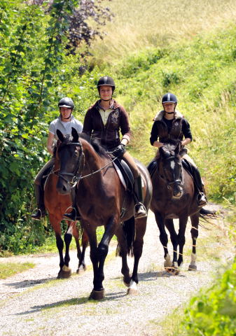 4jhriger Trakehner Wallach von Summertime u.d. Schwalbenflair v. Exclusiv, Gestt Hmelschenburg