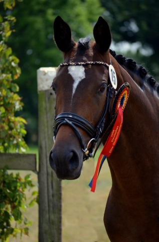 Trakehner Prmienstute GABBANA von High Motion u.d. Greta Garbo v. Alter Fritz, Gestt Hmelschenburg - Beate Langels, Foto: Pia Elger