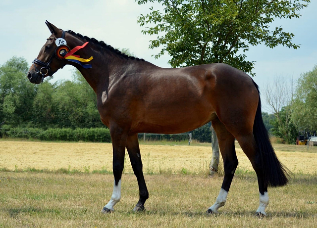 Trakehner Stute GABBANA von High Motion u.d. Greta Garbo v. Alter Fritz, Gestt Hmelschenburg - Beate Langels, Foto: Pia Elger