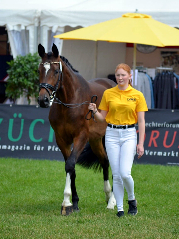 Trakehner Stute GABBANA von High Motion u.d. Greta Garbo v. Alter Fritz, Gestt Hmelschenburg - Beate Langels, Foto: Pia Elger