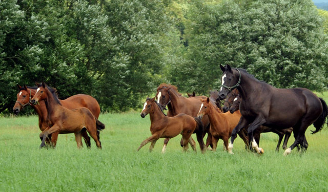 Stuten und Fohlen in den Emmerauen  - Trakehner Gestt Hmelschenburg