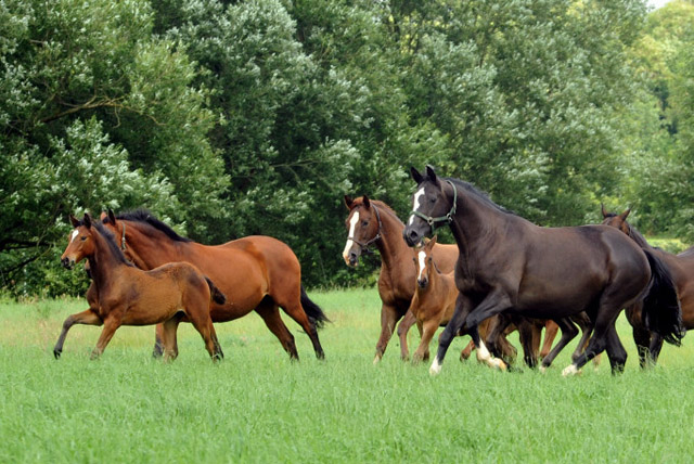 Stuten und Fohlen in den Emmerauen  - Trakehner Gestt Hmelschenburg