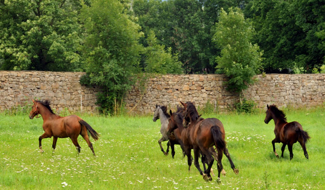 Jhrlingshengste - Trakehner Gestt Hmelschenburg