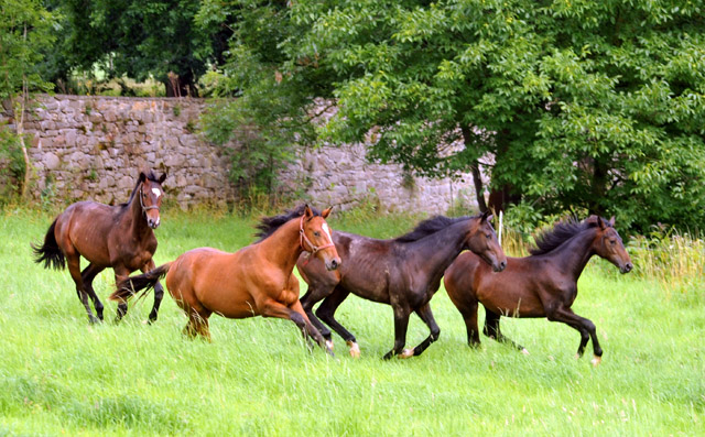 Jhrlingshengste - Trakehner Gestt Hmelschenburg
