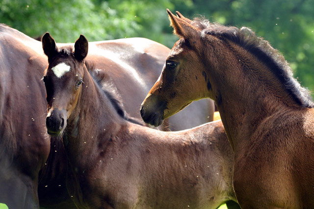 Stutfohlen von Greta Garbo x Symont und Saint Cyr x Tavolara - Trakehner Gestt Hmelschenburg