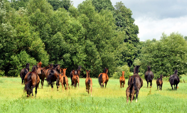 Weideumtrieb der Stuten und Fohlen - Trakehner Gestt Hmelschenburg