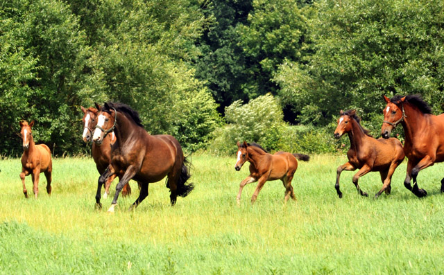 Stuten und Fohlen in den Emmerauen - Trakehner Gestt Hmelschenburg