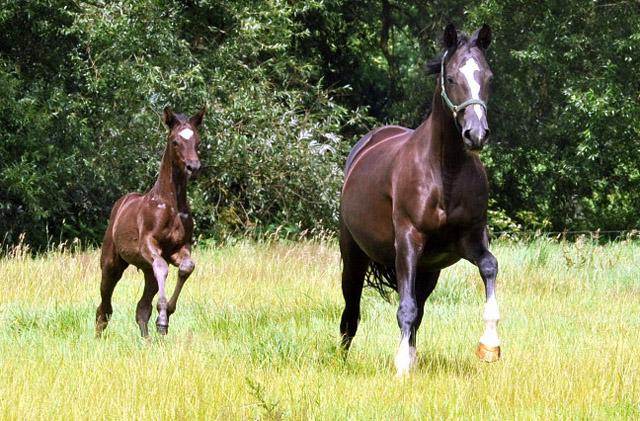 Greta Garbo mit ihrer Tochter von Symont - Trakehner Gestt Hmelschenburg