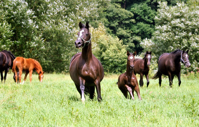 Greta Garbo mit Tochter von Symont und rechts Thirica mit Hengstfohlen von Summertime - Trakehner Gestt Hmelschenburg