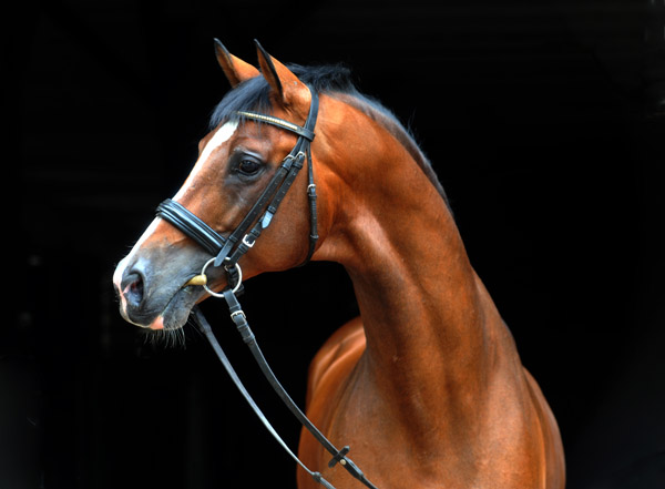 Hmelschenburger Hauptvererber Freudenfest v. Tolstoi - Amadeus - Trakehner Gestt Hmelschenburg - Foto: Beate Langels - Trakehner Gestt Hmelschenburg