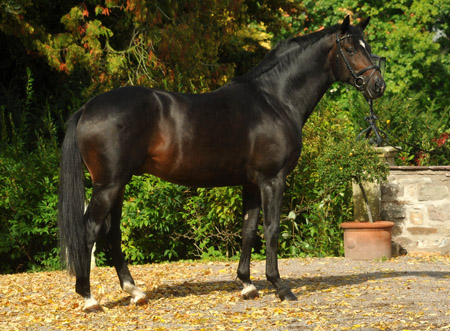 Symont von Monteverdi und der Syvari v. Kostolany - Foto: Beate Langels - Trakehner Gestt Hmelschenburg