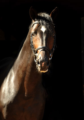 Symont von Monteverdi und der Syvari v. Kostolany - Foto: Beate Langels - Trakehner Gestt Hmelschenburg