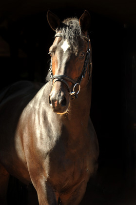 Symont von Monteverdi und der Syvari v. Kostolany - Foto: Beate Langels - Trakehner Gestt Hmelschenburg