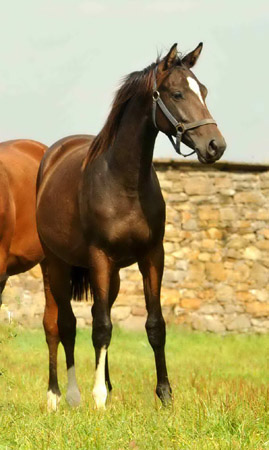 Schwalbendiva von Totilas u.d. Prmienstute Schwalbenfeder v. Summertime im September 2012, Foto: Beate Langels, Trakehner Gestt Hmelschenburg