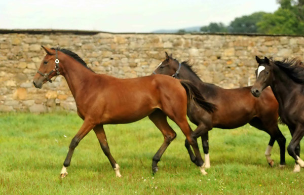 Trakehner Stute Giulietta von Saint Cyr u.d. Pr. u. St.Pr.St. Guendalina von Red Patrick xx, Gestt Hmelschenburg - Beate Langels