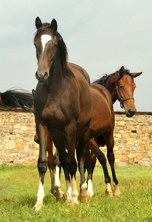 Trakehner Stute Gloria Gaynor von Saint Cyr u.d. Greta Garbo v. Alter Fritz, Gestt Hmelschenburg - Beate Langels