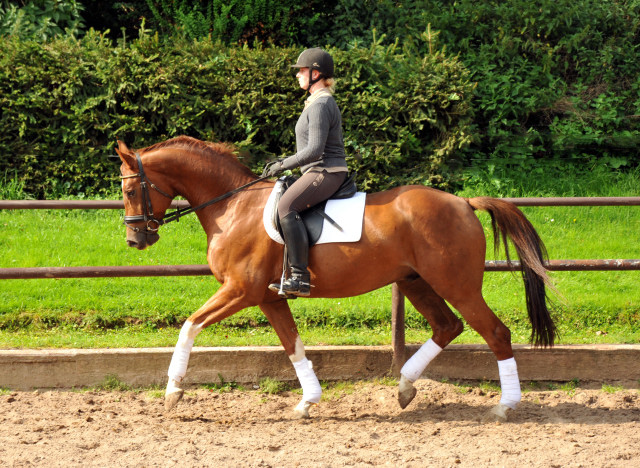  5jhriger Wallach von Fidertanz - Foto: Beate Langels