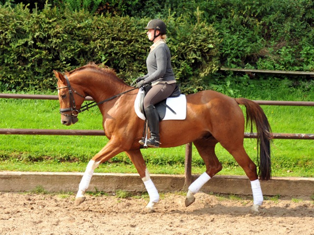  5jhriger Wallach von Fidertanz - Foto: Beate Langels