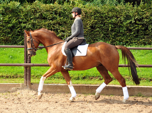  5jhriger Wallach von Fidertanz - Foto: Beate Langels