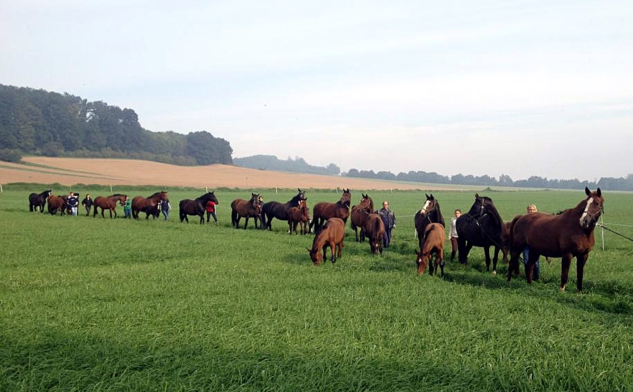 September 2015 - Foto Beate Langels - Gestt Hmelschenburg