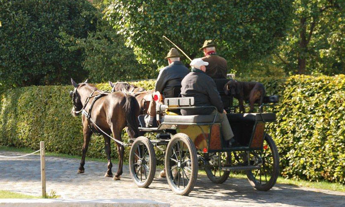 Schwalbenmrchen (5jhrig) und Schwalbenprinz (3jhrig) v. Kostolany u.d. Pr.St. Schwalbenfeder v. Summertime - gefahren von Herrn Gutmann - Trakehner Gestt Hmelschenburg