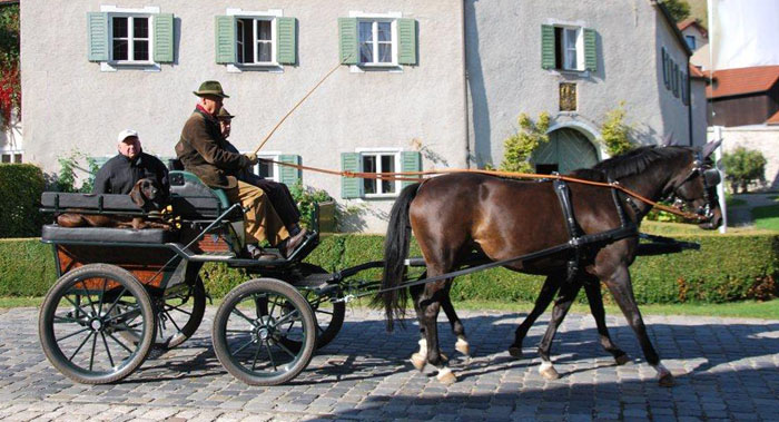 Schwalbenmrchen (5jhrig) und Schwalbenprinz (3jhrig) v. Kostolany u.d. Pr.St. Schwalbenfeder v. Summertime - gefahren von Herrn Gutmann - Trakehner Gestt Hmelschenburg