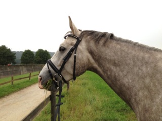 Tilly - 4jhriger Trakehner Wallach von Leonidas u.d. Thirica v. Enrico Caruso  - Trakehner Gestt Hmelschenburg