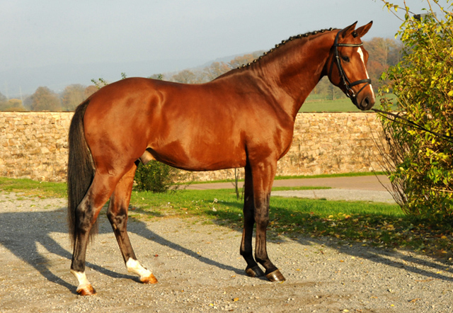 High Motion v.  Saint Cyr v. Kostolany - Foto: Beate Langels - Trakehner Gestt Hmelschenburg