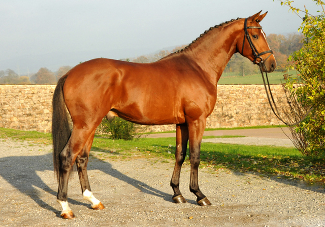 High Motion v.  Saint Cyr v. Kostolany - Foto: Beate Langels - Trakehner Gestt Hmelschenburg