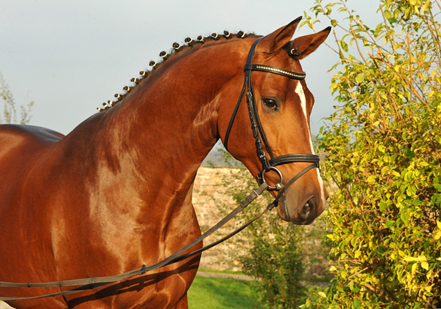 High Motion v.  Saint Cyr v. Kostolany - Foto: Beate Langels - Trakehner Gestt Hmelschenburg