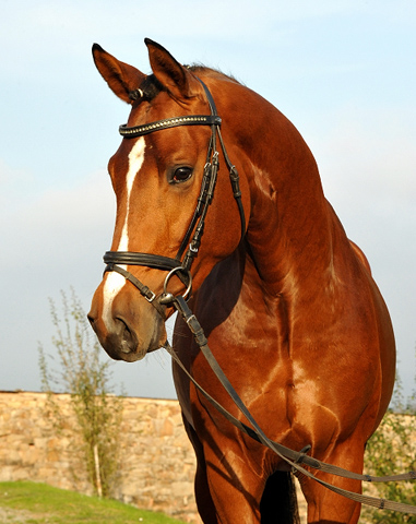 High Motion v.  Saint Cyr v. Kostolany - Foto: Beate Langels - Trakehner Gestt Hmelschenburg