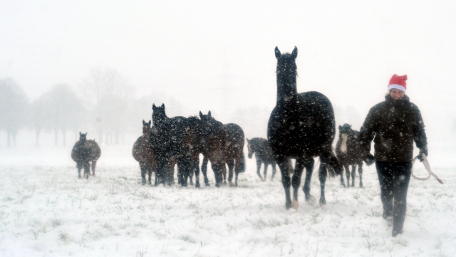 Vorweihnachtszeit in Hmelschenburg - Dezember 2012, Foto: Beate Langels, Trakehner Gestt Hmelschenburg - Beate Langels