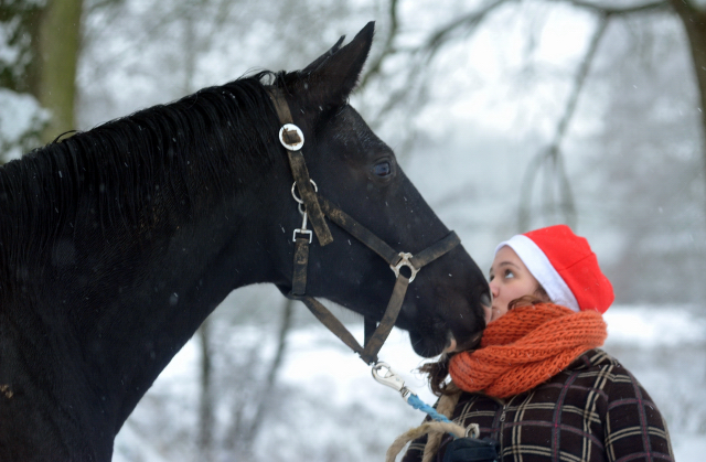 Vorweihnachtszeit in Hmelschenburg - Dezember 2012, Foto: Beate Langels, Trakehner Gestt Hmelschenburg - Beate Langels