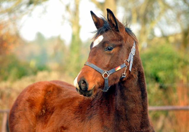 Stutfohlen von Touch my Heart u.d. Schwalbenlicht v. Imperio - Trakehner Gestt Hmelschenburg - Beate Langels