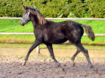 Gacyria - Trakehner Stutfohlen von Saint Cyr u.d. Greta Garbo - 28. August 2015 - Foto Beate Langels - Gestt Hmelschenburg