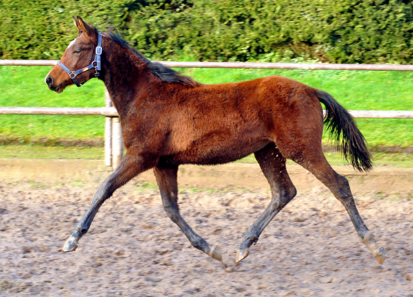 Stutfohlen von Touch my Heart u.d. Schwalbenlicht v. Imperio - Trakehner Gestt Hmelschenburg - Beate Langels