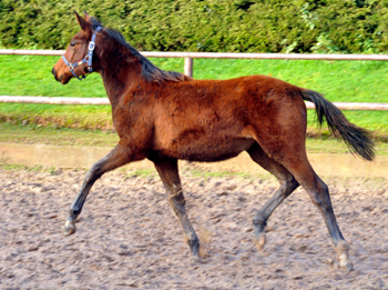 Stutfohlen von Touch my Heart u.d. Schwalbenlicht v. Imperio - Trakehner Gestt Hmelschenburg - Beate Langels