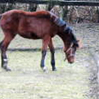  Trakehner Stutfohlen von Oliver Twist u.d. Teatime v. Summertime  - Foto: Familie Lampert
