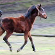 Trakehner Stutfohlen von Oliver Twist u.d. Teatime v. Summertime  - Foto: Familie Lampert